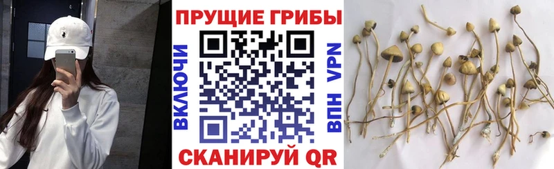Галлюциногенные грибы Psilocybine cubensis  Новомосковск 