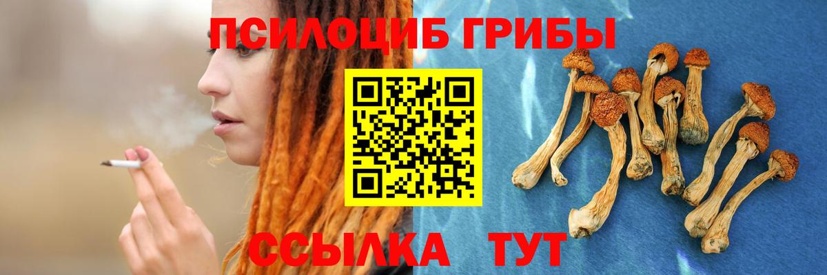 Псилоцибиновые грибы Psilocybine cubensis  купить  цена  Новомосковск  Галлюциногенные грибы прущие грибы  Вход с VPN 